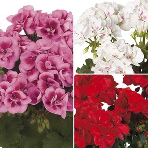 Geranium Zonal Collection 12 Jumbo Ready Plants