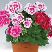 Geranium Zonal Collection 2 Pre-Planted Containers