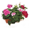 Geranium Zonal Collection 2 Pre Planted Troughs