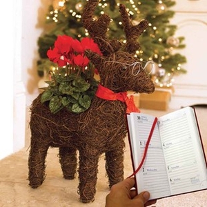Gift Reindeer Star Container with Red Cyclamen and Diary