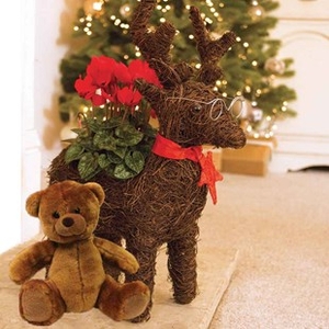 Gift Reindeer Star Container with Red Cyclamen and Teddy