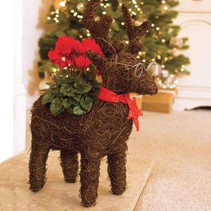 Gift Reindeer Star Container with Red Cyclamen