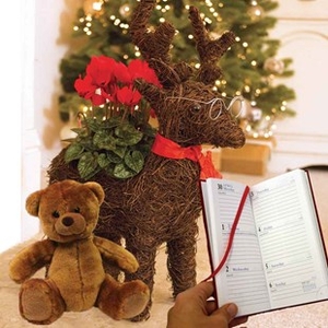 Gift Reindeer Star Planter With Cyclamen Diary And Teddy