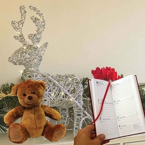 Gift Silver Reindeer & Sleigh Planter With Cyclamen,  LED,  Diary And Teddy