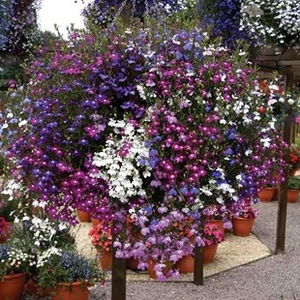 Lobelia Trail Away (Trailing) 24 Jumbo Plants