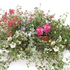 Mixed Floral 1 Pre-lanted Trough