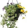 Mixed Floral 1 Pre-Planted Hanging Basket