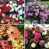 Mixed Premium Bedding Plants - 24 Jumbo Plants