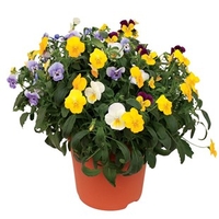 Pansy Cascadia Mix 2 Pre Planted Containers