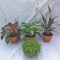 Perennial Container Bonanza 8 Pre Planted Containers