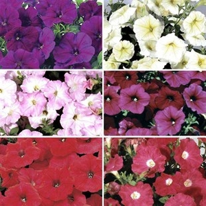 Petunia Grand Prix Patchwork (Semi-Trailing) 170 Plug Plants