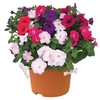 Petunia Grand Prix (Semi Trailing) 1 Pre-Planted Container