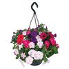 Petunia Grand Prix (Semi Trailing) 1 Pre-Planted Hanging Basket