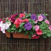 Petunia Grand Prix (Semi-Trailing) 1 Pre-Planted Trough