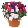 Petunia Grand Prix (Semi Trailing) 2 Pre-Planted Containers