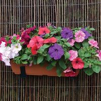 Petunia Grand Prix (Semi Trailing) 2 Pre-Planted Troughs