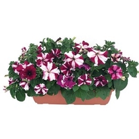 Petunia Lake Garda 1 Pre-Planted Trough