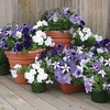 Petunia Montage 70 Ready Plants
