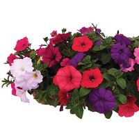 Petunia New Generation Capri Hardy 2 Pre-Planted Troughs