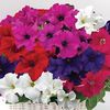 Petunia New Generation Capri Hardy 24 Jumbo Plants