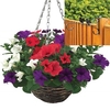 Petunia Surfinia Classic 2 Pre-Planted Rattan Hanging Baskets And Fence Brackets