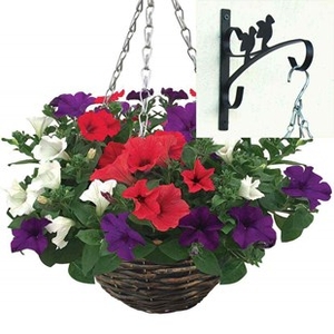 Petunia Surfinia Classic 2 Pre-Planted Rattan Hanging Baskets And Wall Brackets