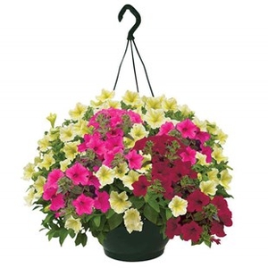 Petunia Surfinia Classic Dream (Trailing) 1 Pre-Planted Hanging Basket