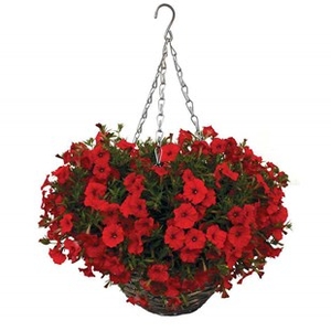 Petunia Surfinia Classic Red 1 Pre-Planted Rattan Basket