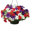 Petunia Surfinia Classic Trailing Mix 1 Hanging Basket