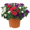 Petunia Surfinia Classic Trailing Mix 1 Pre Planted Container