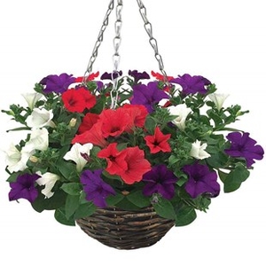 Petunia Surfinia Classic Trailing Mix 1 Pre-Planted Rattan Basket