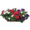 Petunia Surfinia Classic Trailing Mix 1 Pre Planted Trough