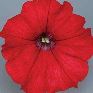 Petunia Surfinia Classic (Trailing) Red 12 Jumbo Plants