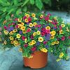 Petunia Trillion Bells Carnival Mix (Trailing) 1 Pre-Planted Container