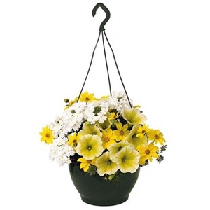 Sunshine Mix 2 Preplanted Hanging Basket