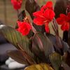 Tropical Canna Bronze Scarlet 3 Plants 2 litre
