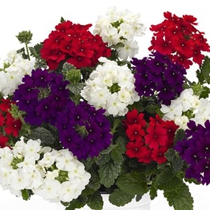 Verbena (Trailing) 12 x 12 cm Pots