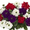 Verbena (Trailing) 6 Jumbo Plants