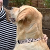 Personalised Leopard Print Pet Collar