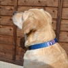 Personalised Name Pet Collar