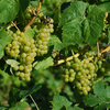 Vineyard Tour and Tasting - with Lunch - for Two
