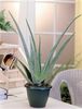 Aloe Vera Offer