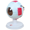 6 Part Human Eye Model 4 x Life Size