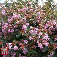 Abelia 