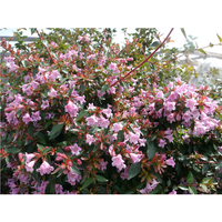 Abelia 