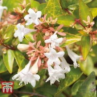 Abelia x grandiflora 