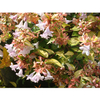 Abelia x grandiflora 