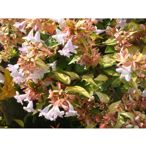 Abelia x grandiflora 