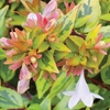 Abelia x grandiflora 