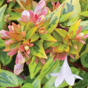 Abelia x grandiflora 